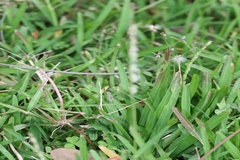 Bothriochloa pertusa